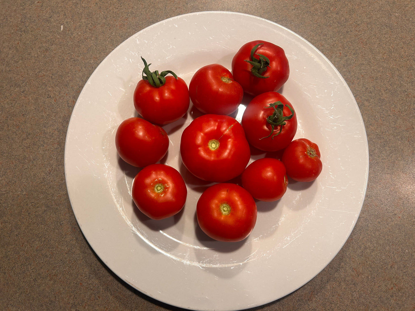 Fresh Tomatoes