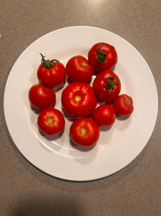 red tomatoes
